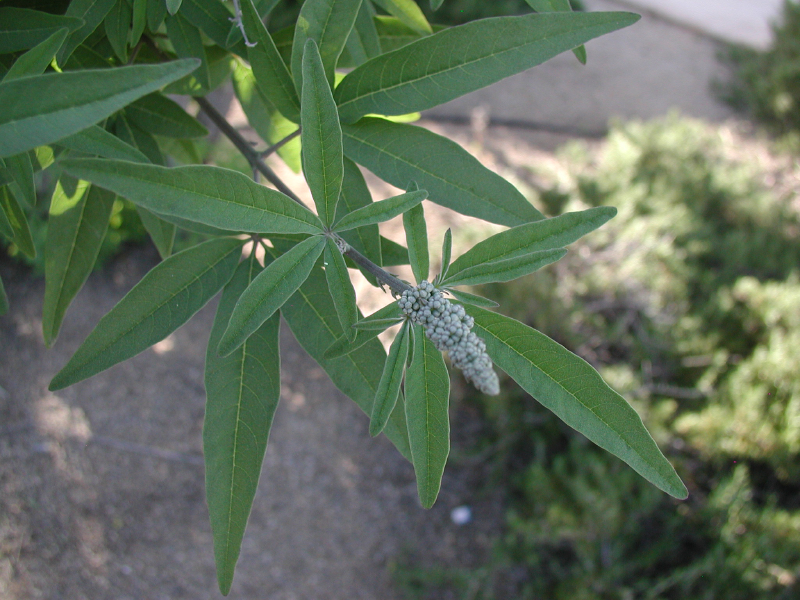 معرفی و راهنمای پرورش گیاهان دارویی - زنان - پنج انگشت